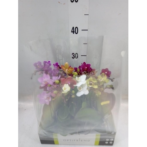 Phalaenopsis multi.   ...mix  5