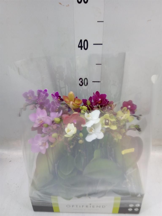 <h4>Phalaenopsis multi.   ...mix  5</h4>