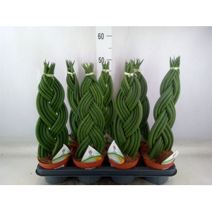 Sansevieria cyl.  ...
