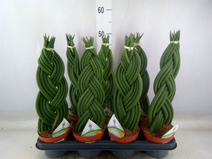 <h4>Sansevieria cyl.  ...</h4>