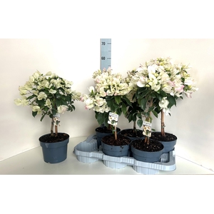 BOUGAINV ELISABETH