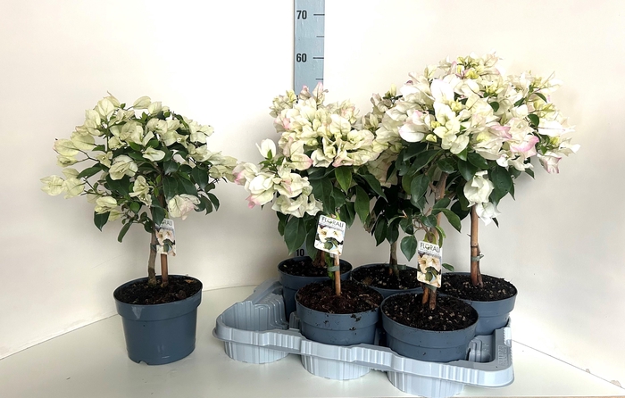 <h4>BOUGAINV ELISABETH</h4>
