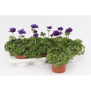 Anemone Harmony Blue
