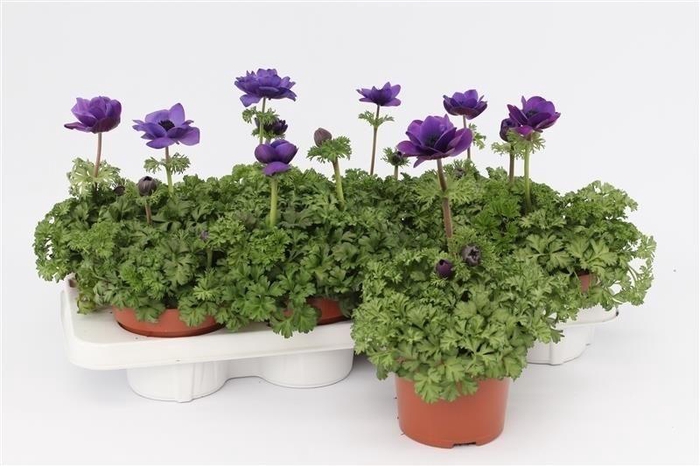 <h4>Anemone Harmony Blue</h4>