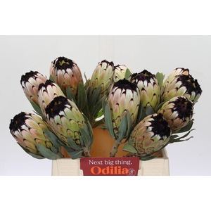 Protea Niobe