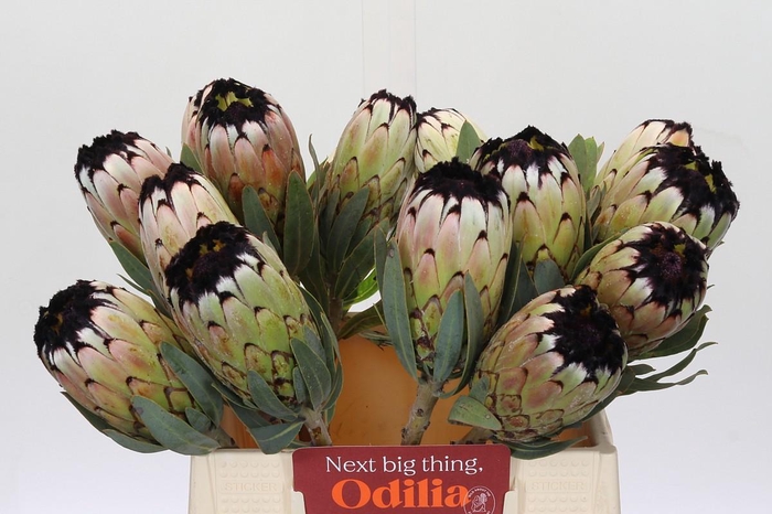 <h4>Protea Niobe</h4>