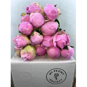 Paeonia dinner plate