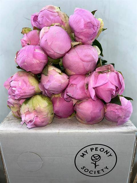 Paeonia dinner plate