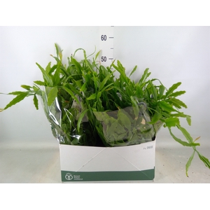 Rhipsalis   ...