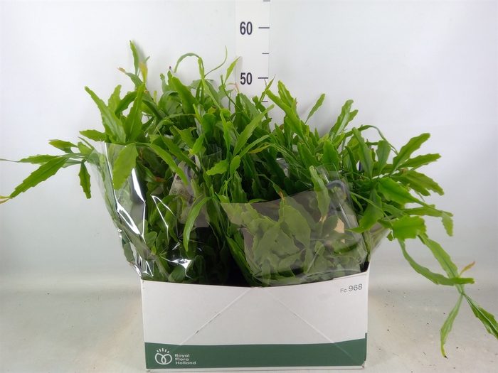 <h4>Rhipsalis   ...</h4>