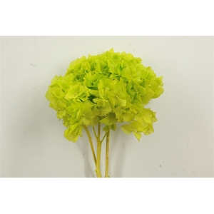 Pres Hydrangea Apple Green Bunch