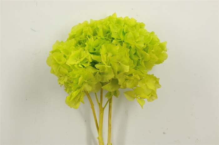 <h4>Pres Hydrangea Apple Green Bunch</h4>