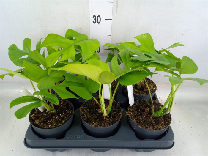 <h4>Monstera delic. 'Little Sister'</h4>