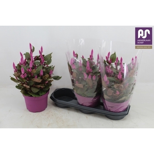 CEL WILD PINK
