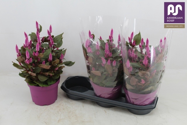 <h4>CEL WILD PINK</h4>
