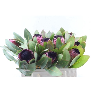 Protea Early Mountain Queen