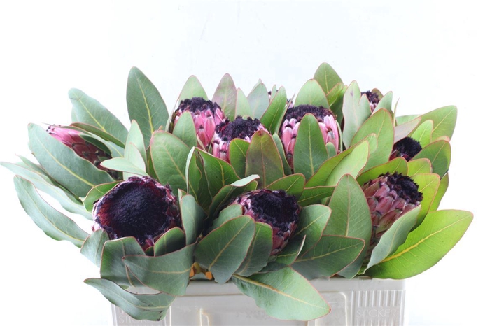 <h4>Protea Early Mountain Queen</h4>
