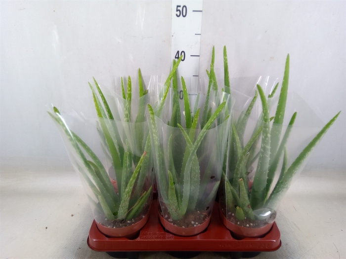 <h4>Aloe vera</h4>