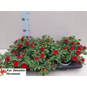 CALIB MIL BEL RED