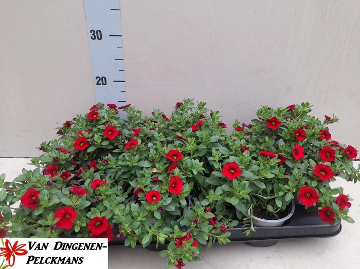 <h4>CALIB MIL BEL RED</h4>