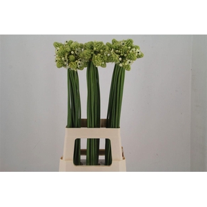 Ornit Saundersiae Import Sawa