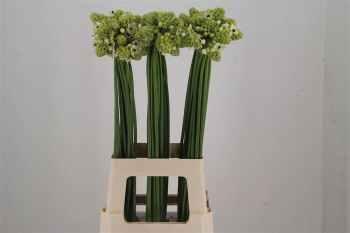 <h4>Ornit Saundersiae Import Sawa</h4>