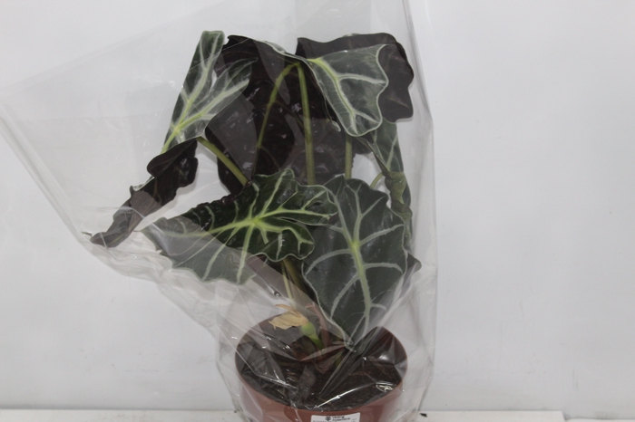 <h4>ALOCASIA POLLY P17</h4>