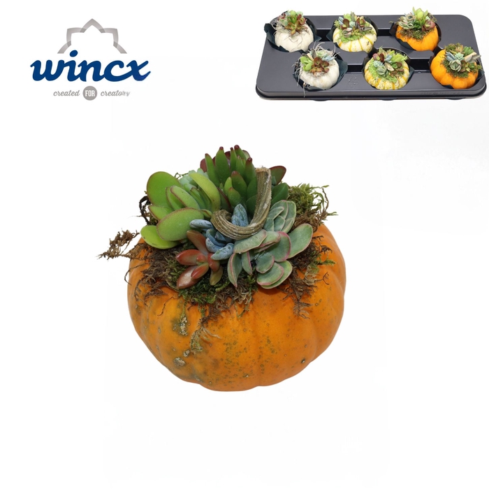 <h4>ARR SUCCULENTEN</h4>