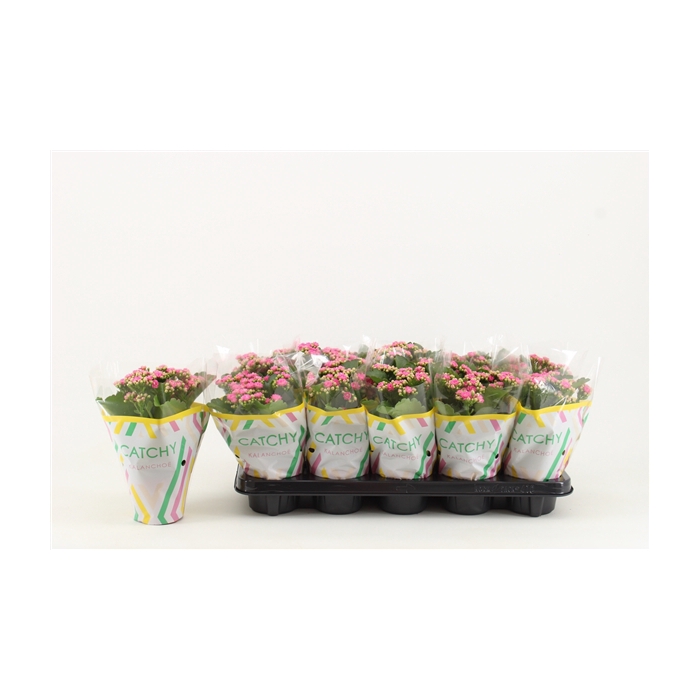<h4>Kalanchoe Double, Catchy Season Pink</h4>