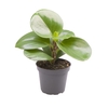 PEPEROMIA OBTUSIFOLIA P6 GREEN