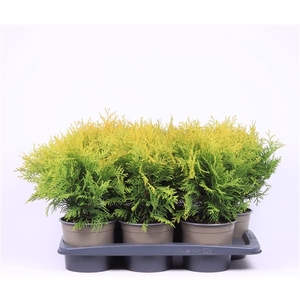 Thuja occidentalis 'Golden Globe'