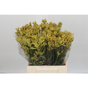 Anigozanthos Cape Aurora