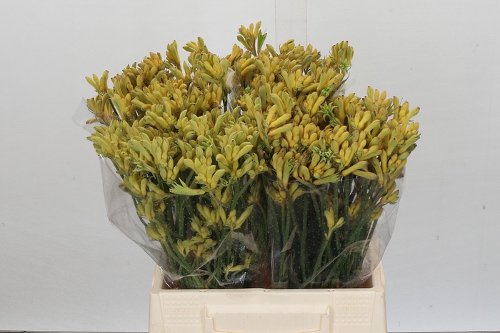 <h4>Anigozanthos Cape Aurora</h4>