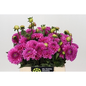 Dahlia Sandra