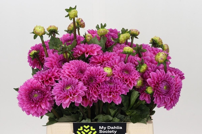 <h4>Dahlia Sandra</h4>