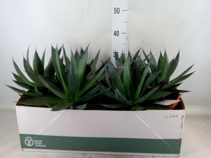 <h4>Agave  'Shaka Zulu'</h4>