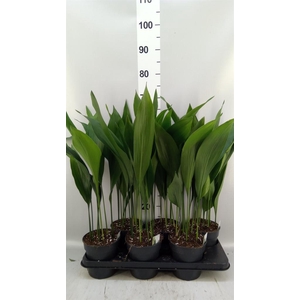 Aspidistra elat.