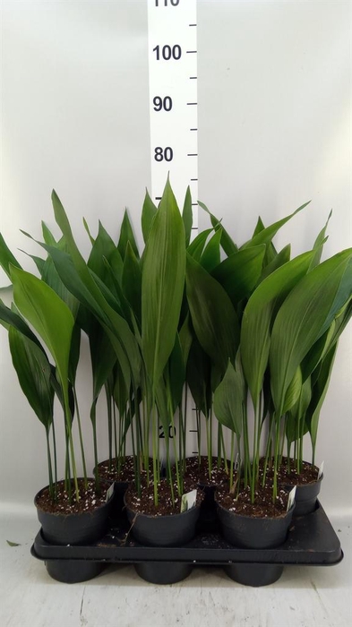 <h4>Aspidistra elat.</h4>