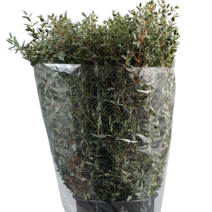 EUC. PARVIFOLIA 300GR NORI