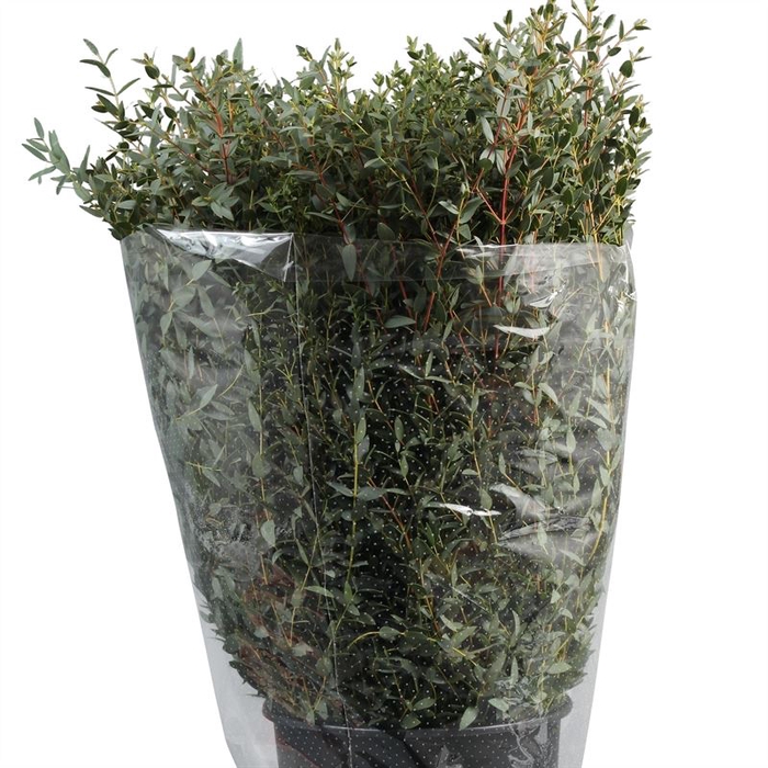 <h4>EUC. PARVIFOLIA 300GR NORI</h4>