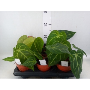 Anthurium   ...