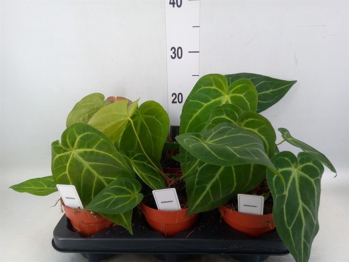 <h4>Anthurium ...</h4>