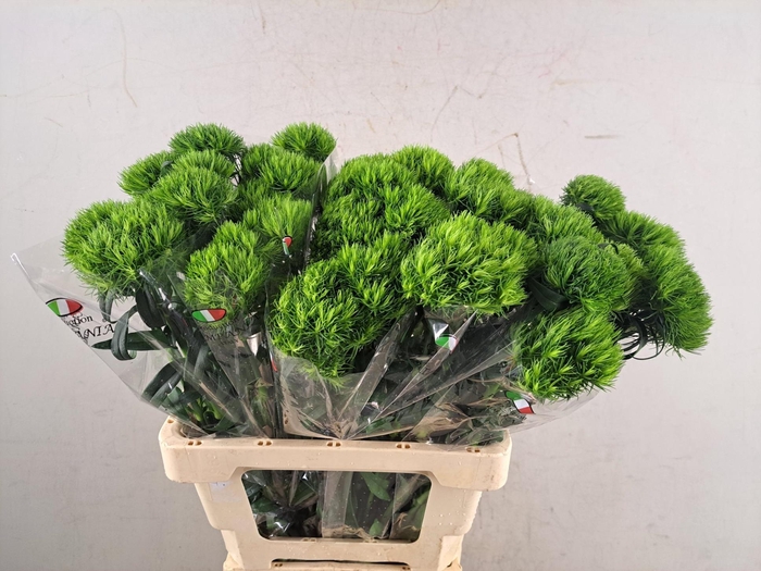 <h4>DI BARB KIWI MELLOW</h4>