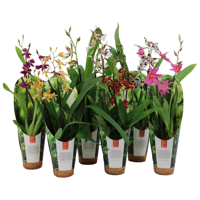 <h4>Inca Cambria mix 2 spike 9cm luxury jungle cover</h4>