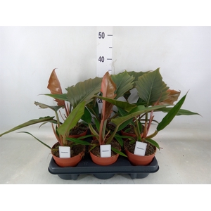 Philodendron bipinn.
