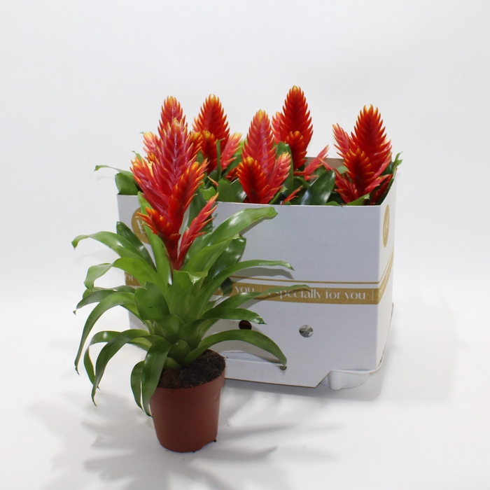 <h4>VRIES INTENSO PEACH</h4>