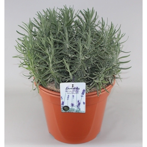 Lavandula angustifolia 'Munstead' C10
