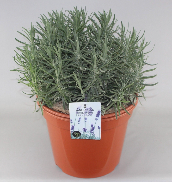 <h4>Lavandula angustifolia 'Munstead' C10</h4>