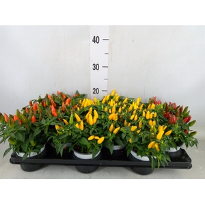 Capsicum annuum 'Favorit'   ...mix