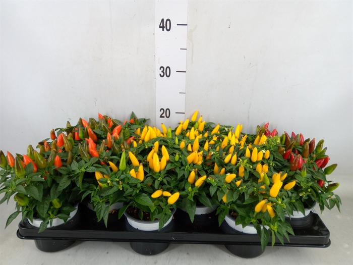 <h4>Capsicum annuum 'Favorit'   ...mix</h4>